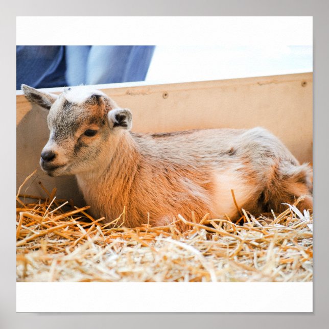 Poster Bebê (Frente)