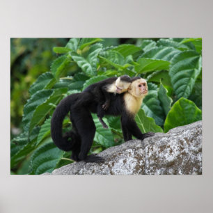 Póster Bebê adulto do carregando do macaco do Capuchin e