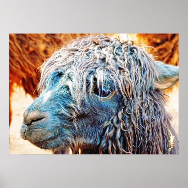 Póster Bebê Alpaca em azul (Frente)