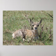 Bebê Antilope A7 Cabeça Erguida