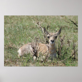 Póster Bebê Antilope A7 Cabeça Erguida