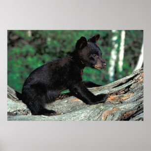 Póster Bebê Black Bear