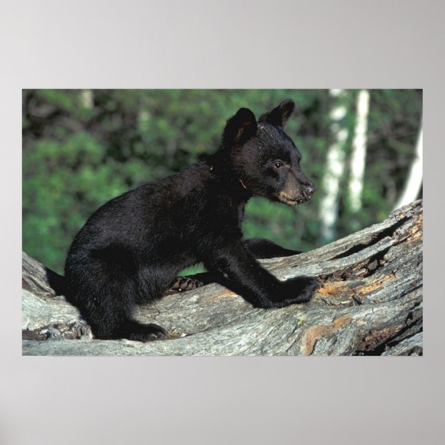 Póster Bebê Black Bear (Frente)