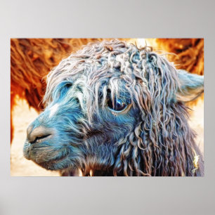 Póster Bebê branco alpaca de azul