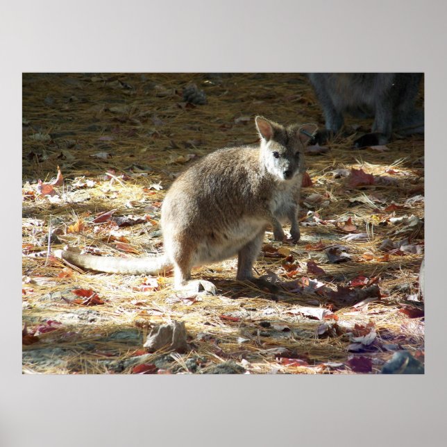 Poster bebê canguru (Frente)