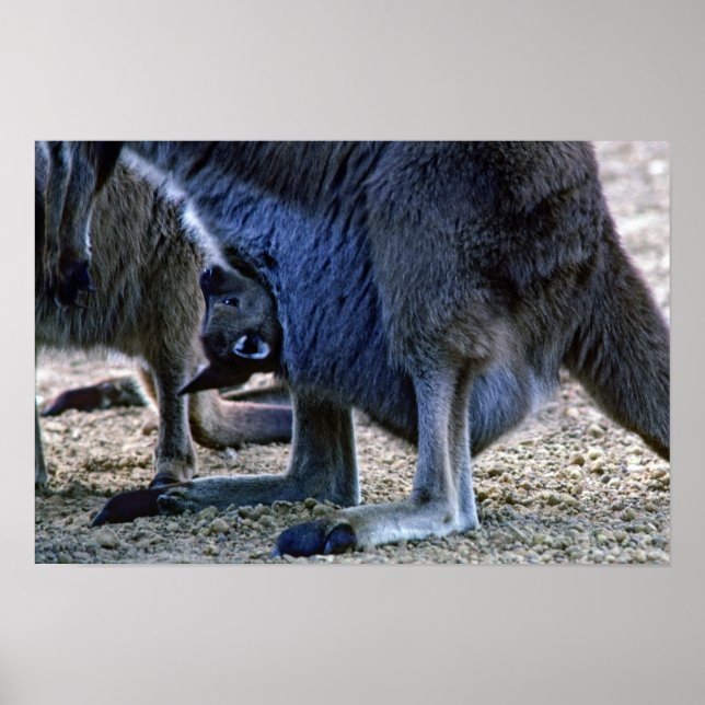 Poster Bebê canguru na bolsa da mãe - Austrália (Frente)