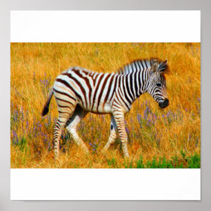 Póster Bebê da zebra