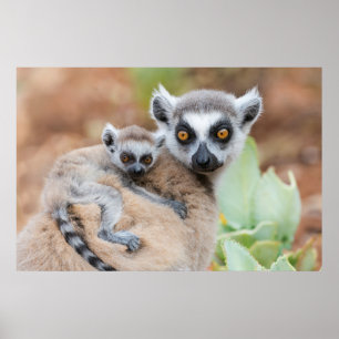 Poster Bebê de lêmure de cauda anelada nas costas da mãe