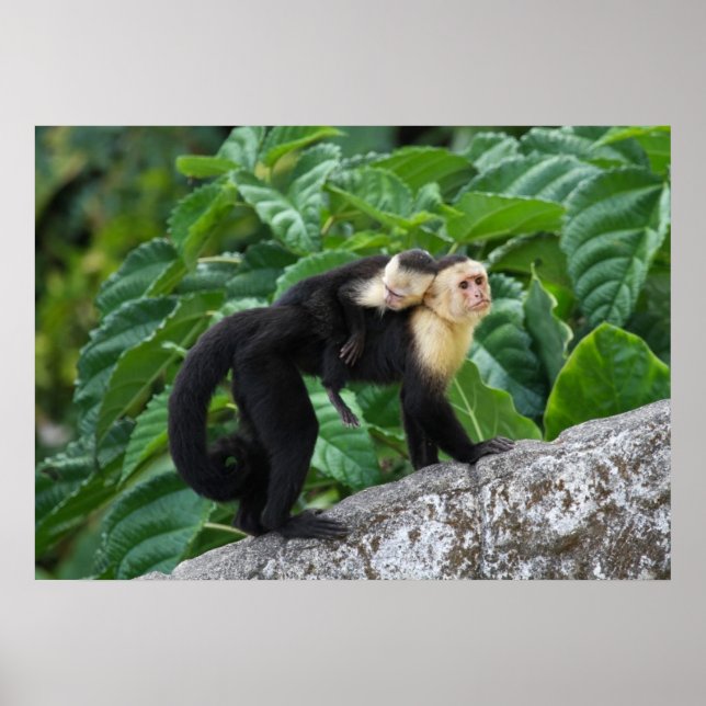 Póster Bebê De Macaco Com Capuchim Adulto Nas Costas (Frente)