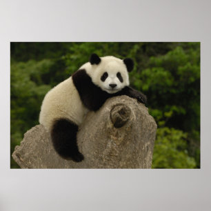 Póster bebê de panda gigante