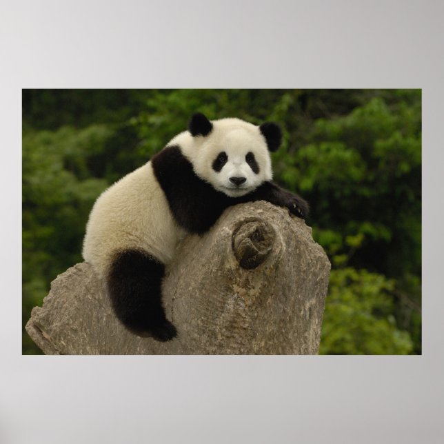 Póster bebê de panda gigante (Frente)