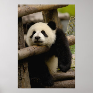 Póster Bebê de panda-gigante Ailuropoda melanoleuca)