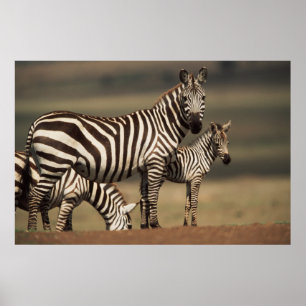 Poster Bebê de zebra-da-planície com a mãe