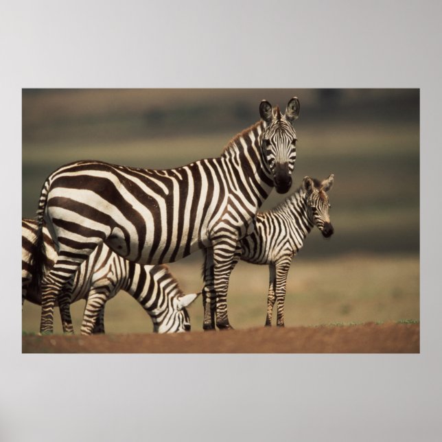 Poster Bebê de zebra-da-planície com a mãe (Frente)