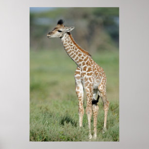 Póster Bebê do girafa de Massai