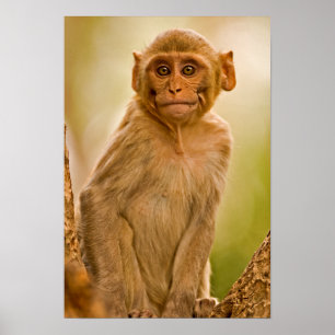 Póster Bebê do Macaque do Rhesus (Macaca Mulatta)   em