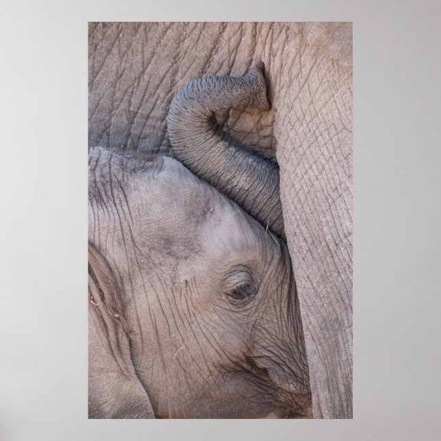 Póster Bebê Elefante (Frente)