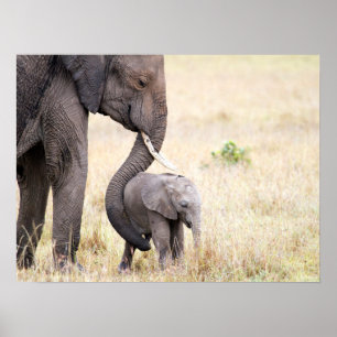 Poster Bebê elefante com foto de amor materno