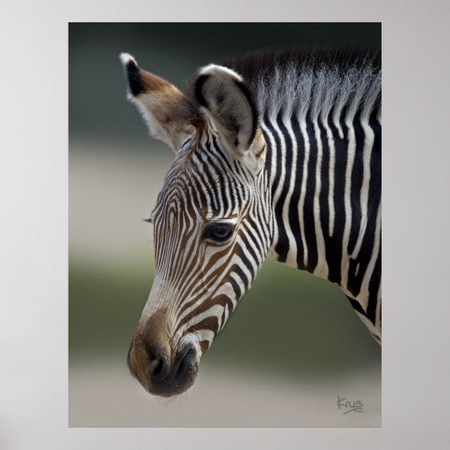 Poster Bebê Estampa de Zebra (Frente)