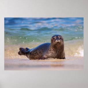 Póster Bebê Foca no Porto na Água