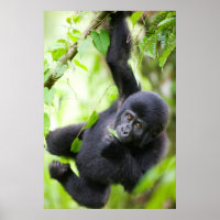 Bebê Gorila da Montanha Brincando na Floresta Trop