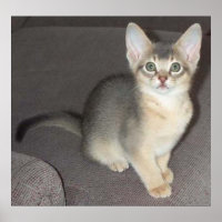 Bebê grande olho grande Gato branco Abissínia gati