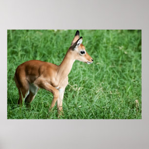 Poster Bebê impala na grama verde
