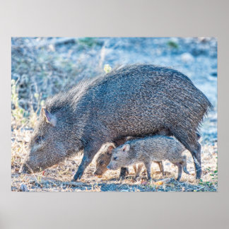 Póster Bebê Javelina Porcos E Mãe No Sul Do Texas