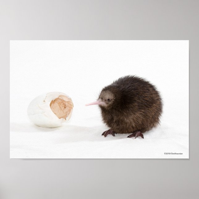 Poster Bebê Kiwi Bird Atingida de Ovo (Frente)