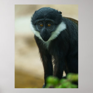 Poster Bebê L’Hoest Macaco