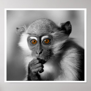 Póster Bebê Mangabey Mackey
