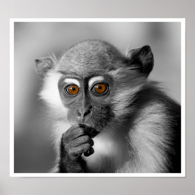 Póster Bebê Mangabey Mackey (Frente)