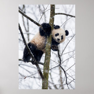 Póster Bebê Panda na Árvore