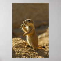 Bebê prairie comendo cachorro, Arizona