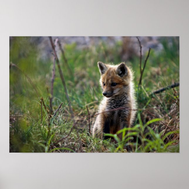 Poster Bebê Red Fox (Frente)