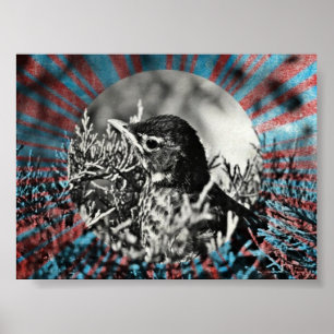 Poster Bebê Robin