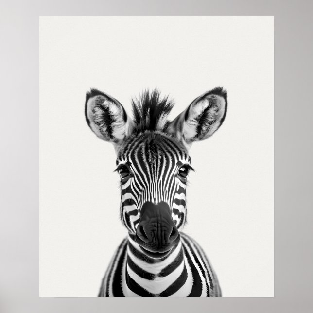 Poster Bebê Safari Animais da Selva Africana Zebra (Frente)