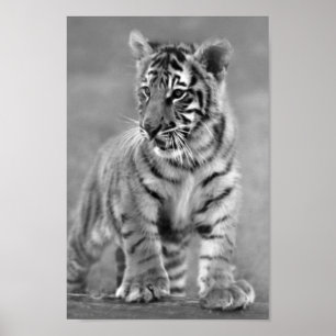 Póster Bebê Tigre em Preto e Branco