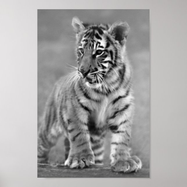 Póster Bebê Tigre em Preto e Branco (Frente)