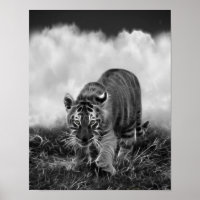 Bebê Tigre perseguindo em preto e branco