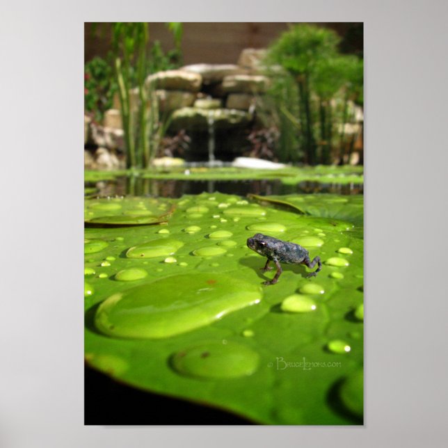 Póster Bebê Toad em Pond (Frente)