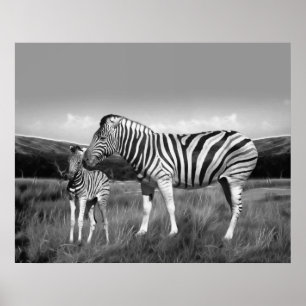 Póster Bebê Zebra e mãe