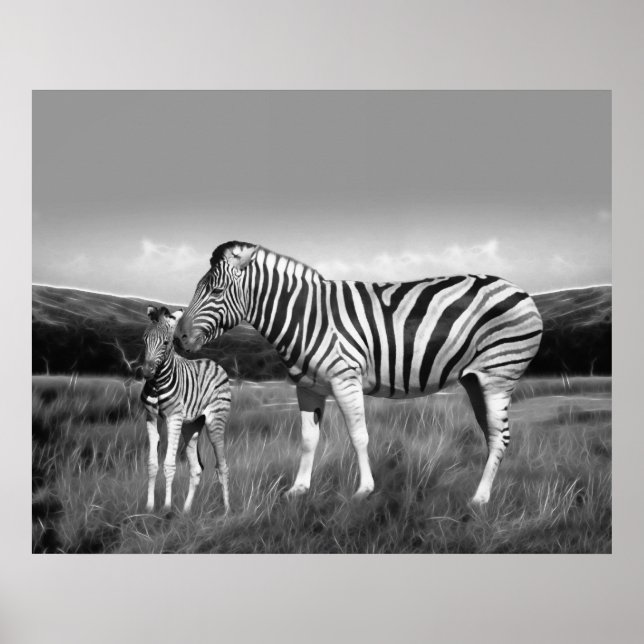 Póster Bebê Zebra e mãe (Frente)