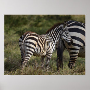 Poster Bebê Zebra na África