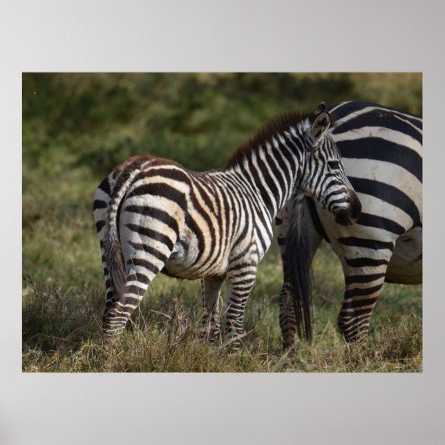 Poster Bebê Zebra na África (Frente)