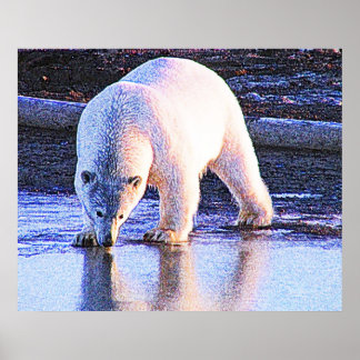 Póster Bebendo de Urso Polar