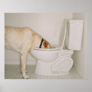 Póster Bebendo do cão fora do toalete