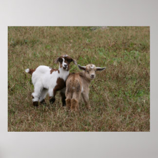 Poster Bebês