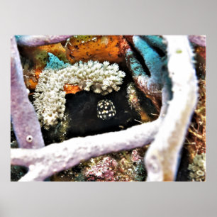 Poster Bebês-Boxfish