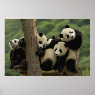 Poster bebês de panda gigante (Ailuropoda melanoleuca)